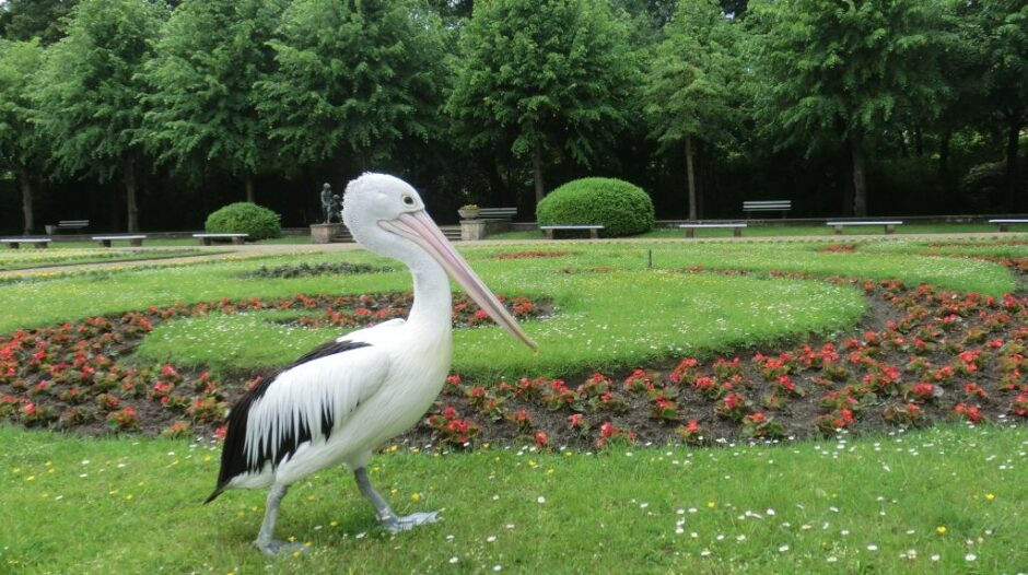 2014-05-26_Tierpark-Berlin-Micha-Moni-und-Oskar_027-940x526